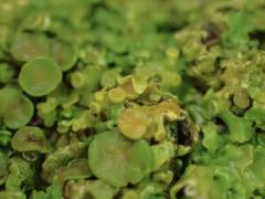 Polycauliona polycarpa