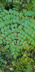Aralia elata