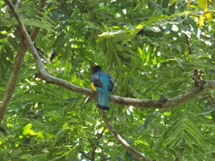 Trogon rufus