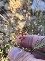Galphimia angustifolia