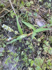 Persicaria hydropiperoides