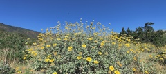 Encelia actoni