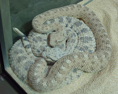 Sidewinder photo 5