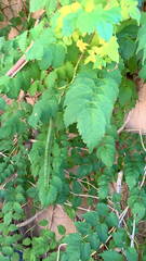 Campsis radicans