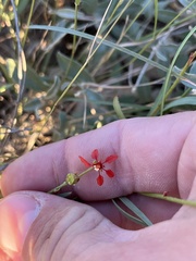 Galphimia angustifolia