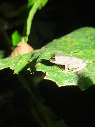 Rio Coca Robber Frog, Pristimantis quaquaversus