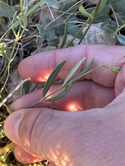 Galphimia angustifolia