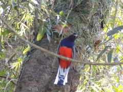 Trogon surrucura
