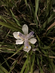 Dietes grandiflora