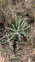 Cirsium undulatum