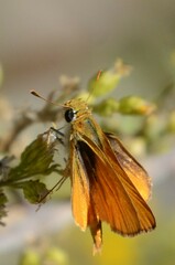 Copaeodes aurantiaca