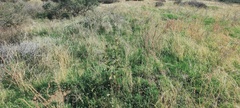 Asclepias erosa