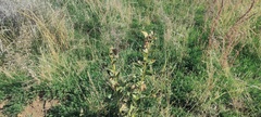 Asclepias erosa