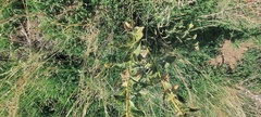 Asclepias erosa