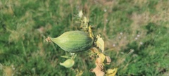 Asclepias erosa