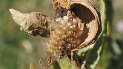 Asclepias erosa