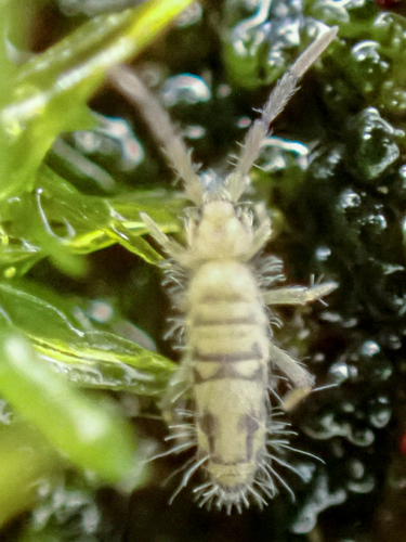 Cosmopolitan Springtail, photo 5 of 9