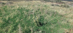 Asclepias erosa