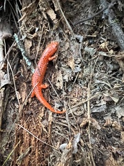 Pseudotriton ruber