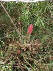 Aechmea distichantha