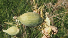 Asclepias erosa