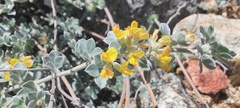 Acmispon argophyllus argophyllus