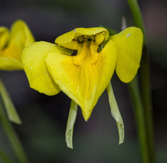 Diuris behrii