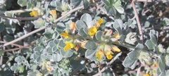 Acmispon argophyllus argophyllus