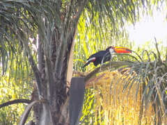 Ramphastos toco