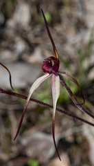 Caladenia clavescens