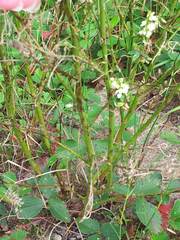 Melilotus albus image