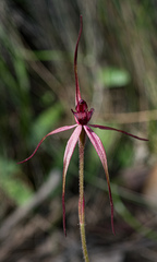Caladenia clavescens