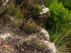 Echinofossulocactus pentacanthus