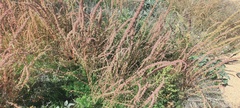 Amaranthus fimbriatus