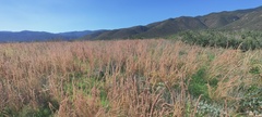 Amaranthus fimbriatus