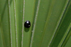 Hemisphaerota cyanea