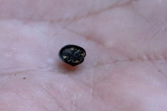 Hemisphaerota cyanea