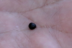 Hemisphaerota cyanea