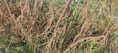 Amaranthus fimbriatus