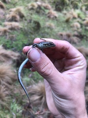 Eulamprus kosciuskoi