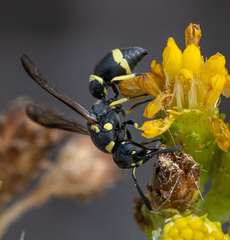 Parancistrocerus declivatus