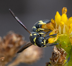 Parancistrocerus declivatus