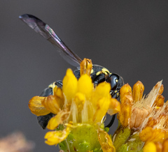 Parancistrocerus declivatus