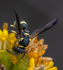 Parancistrocerus declivatus