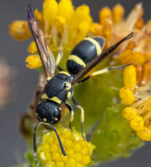 Parancistrocerus declivatus