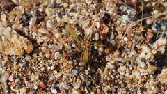 Hypertelis umbellata