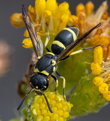 Parancistrocerus declivatus