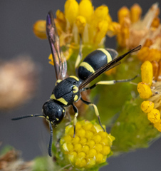 Parancistrocerus declivatus