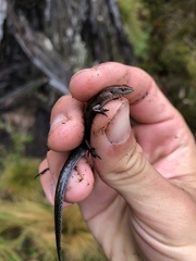 Lampropholis delicata