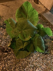 Cucurbita moschata